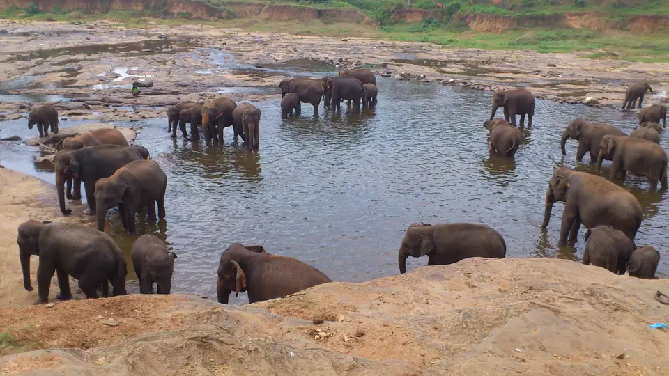 Elefantenherde mit Jungtieren im flachen Wasser eines felsigen Flussbetts