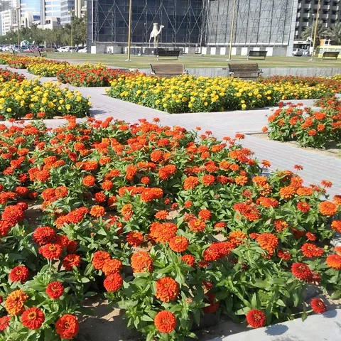 Rote, orangefarbene und gelbe Blumenbeete zwischen gepflasterten Wegen am Dubai Creek, mit Parkbänken und einer Kamelskulptur im Hintergrund