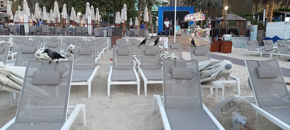 Krähen auf mehreren dicht nebeneinander stehenden Strandliegen vor Palmen und Sonnenschirmen