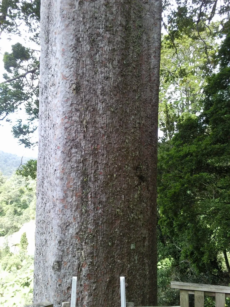 Breiter, kantiger Stamm des Square Kauri neben einer hölzernen Aussichtsplattform