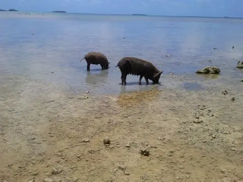 Zwei Schweine suchen im flachen Wasser auf einem steinigen Riffdach nach Nahrung